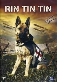 rintintin ccam99 rintintin ccam99