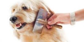 cuidados del perro ccam99