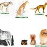 historia del perro ccam99