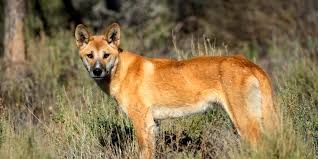 historia del perro-dingo-ccam99