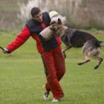 adiestramiento_canino_ipo_alex_ccam99 https://www.ccam99.com/wp-content/uploads/2018/06/adiestramiento_canino_ipo_alex_ccam99