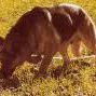 rastreo-ccam99 rastreo-ccam99