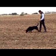 rastreo-ipo-ccam99-alex rastreo-ipo-ccam99-alex