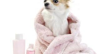 PELUQUERIA CANINA ccam99 toalla PELUQUERIA CANINA ccam99 toalla