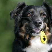 CLICKERccam99 CLICKER-CCAM99