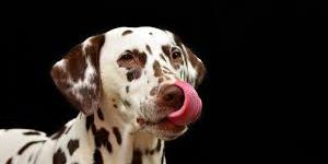 CentroCaninoCCAM99enMadrid CentroCaninoCCAM99enMadrid