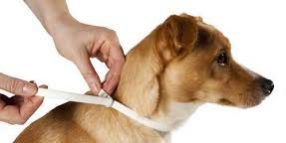 Collares Antiparasitarios CCAM99