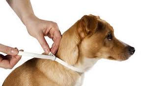 Collares Antiparasitarios CCAM99