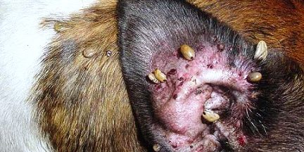 Perro-con-garrapatas-Preguntas- CCAM99