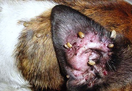 Perro-con-garrapatas-Preguntas- CCAM99