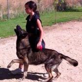 TARGET OJOS ccam99 Adiestramiento-canino-en-Madrid-CCAM99