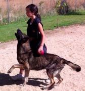 TARGET OJOS ccam99 Adiestramiento-canino-en-Madrid-CCAM99