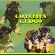 cachorros-pastor-aleman-ccam99