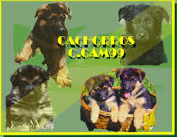 cachorros-pastor-aleman-ccam99