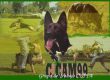 ADIESTRAMIENTO CANINO-ccam99-grupo ipo