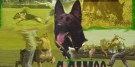 ccam99-grupo ipo ADIESTRAMIENTO CANINO-ccam99-grupo ipo