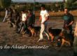 cursos-de-adiestramiento-canino-madrid-ccam99
