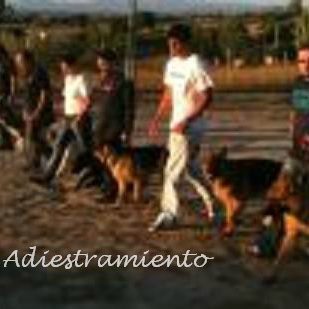 cursos-de-adiestramiento-canino-madrid-ccam99