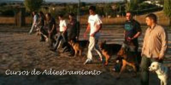 cursos-de-adiestramiento-canino-madrid-ccam99