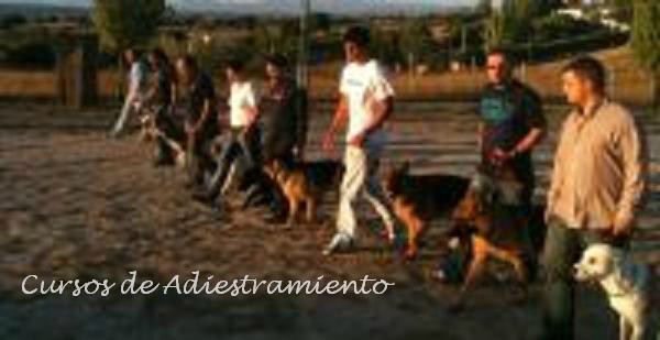 cursos-de-adiestramiento-canino-madrid-ccam99