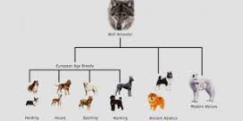 del lobo al perro -ccam99