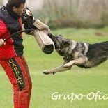 grupo ipo ccam99 alex c grupo ipo ccam99 alex