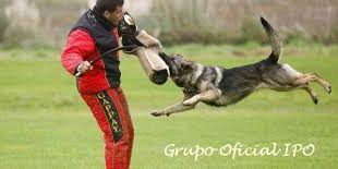 grupo ipo ccam99 alex