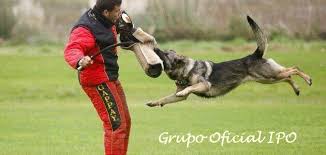 grupo ipo ccam99 alex c grupo ipo ccam99 alex