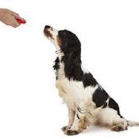 Adiestramiento Canino Moldeado Clicker CCAM99