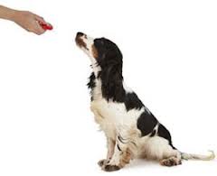 Adiestramiento Canino Moldeado Clicker CCAM99