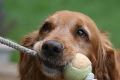 pelotaperro-ccam99 Adiestramiento canino CCAM99: La pelota como reforzador del instinto de caza