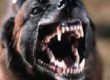 perro agresivo-ccam99