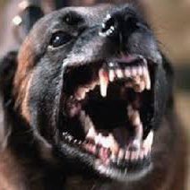 perro agresivo-ccam99