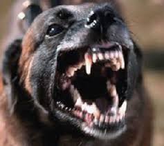 perros agresivos-ccam99 perro agresivo-ccam99