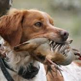 perro de caza ccam99