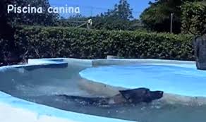 piscina-canina-ccam99