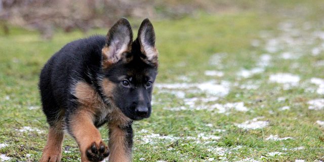 cachorros pastor aleman CCAM99