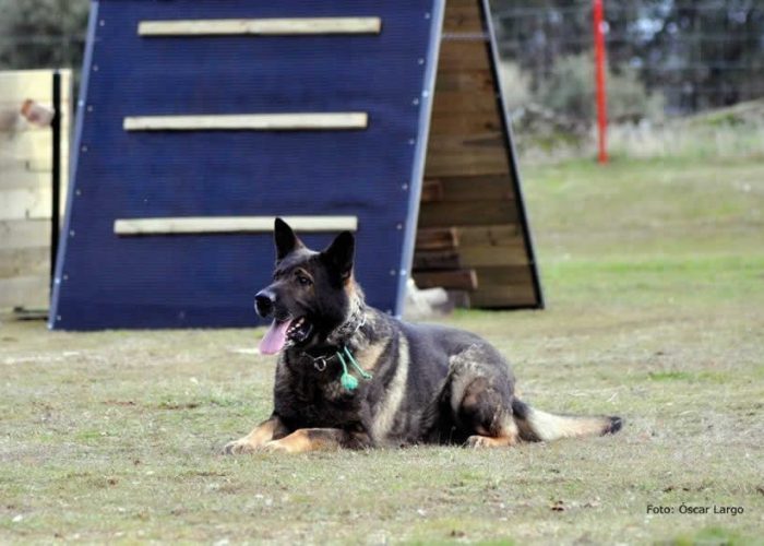 RESIDENCIA CANINA MADRID INSTALACIONES Campos de Adiestramiento Canino CCAM99