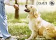 Adiestramiento Canino -Clicker Training ccam99