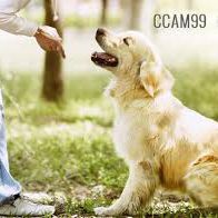 Adiestramiento Canino -Clicker Training ccam99