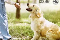 Adiestramiento Canino -Clicker Training ccam99