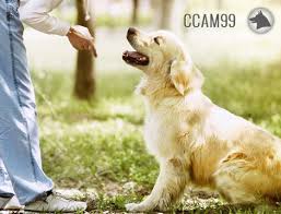 Adiestramiento Canino -Clicker Training ccam99