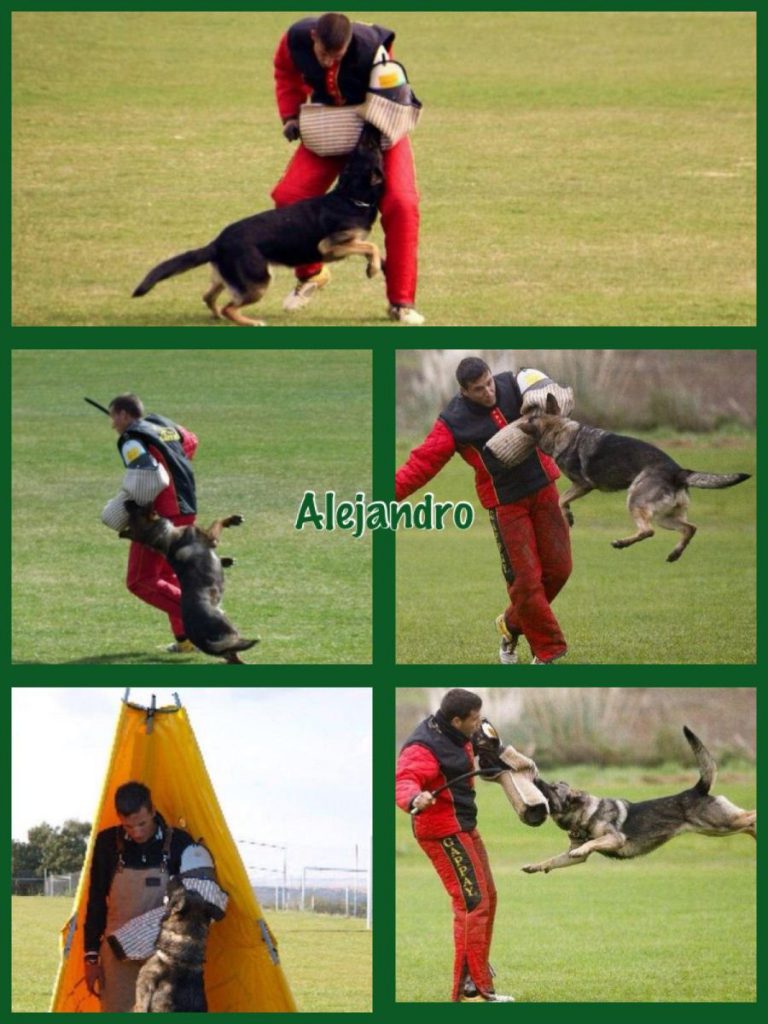 Alejandro_Menchero,Escuela-de-adiestramiento-canino-Madrid-CCAM99