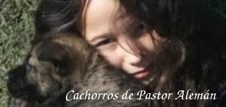 Cachorros_pastor_aleman_CCAM99_mercheor