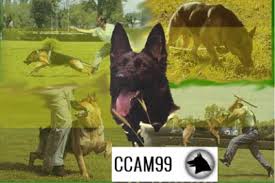 Centro canino en Madrid CCAM99