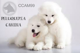 Peluquería canina CCAM99