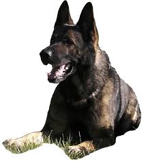 Residencia canina Madrid. Adiestramiento canino Madrid Oeste CCAM99