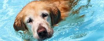 Piscina Canina CCAM99