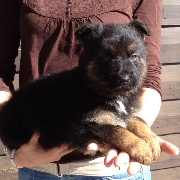 Cachorro de pastor alemán CCAM99