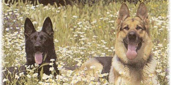 pastores-alemanes-madrid-ccam99 Pastores alemanes adiestrados-CCAM99